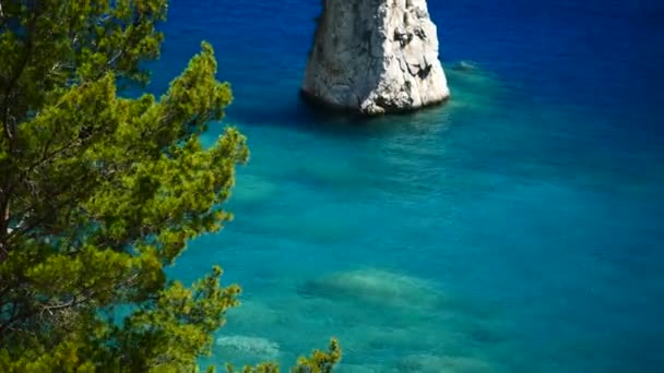 Pine tree with blue sea background Turkey — Stock Video