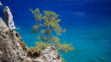 Mavi deniz arka plan Türkiye ile çam ağacı