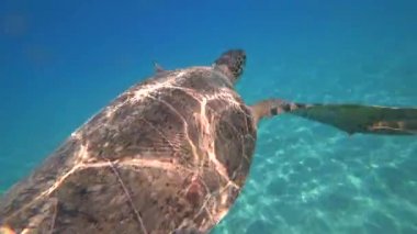 Deniz kaplumbağası mavi deniz su su hayvan sualtı video 4 k yüzüyor