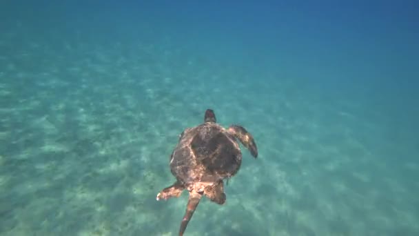 Sea turtle swims in blue sea water aquatic animal underwater video 4K — Stock Video