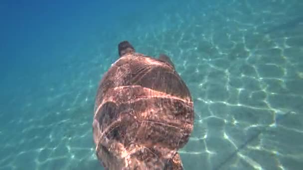 Zeeschildpad zwemt in de blauwe zee water aquatische dieren onderwater video 4k — Stockvideo