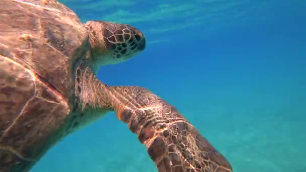 Eine Große Meeresschildkröte Die Zwei Beigefügte Gestreifte Remora Beherbergt Schwimmt — Stockvideo