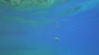 Deniz kaplumbağası mavi deniz su su hayvan sualtı video içinde yüzüyor