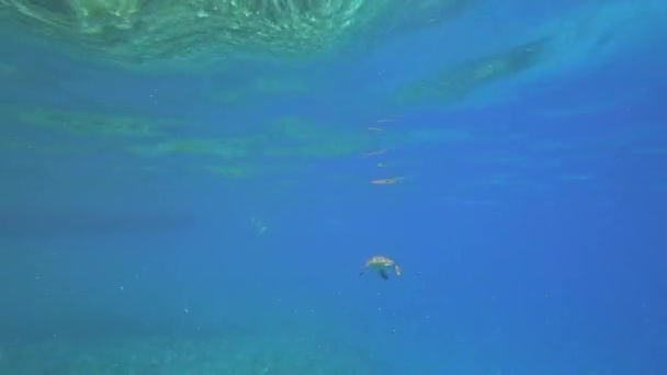 Tortuga marina nada en agua azul animal acuático vídeo submarino — Vídeos de Stock