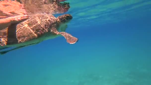 Tartaruga marinha nada em azul água do mar animal aquático subaquático vídeo 4K — Vídeo de Stock