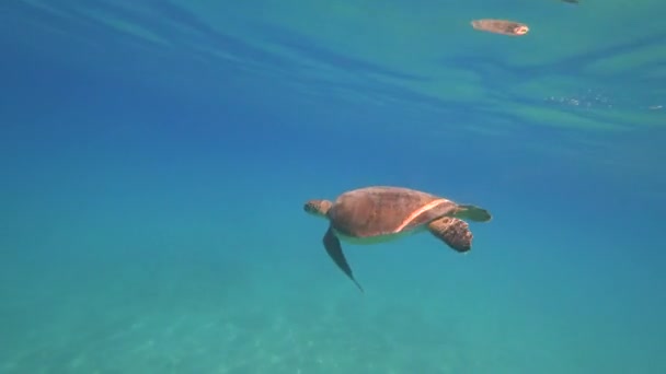 Sea turtle swims in blue sea water aquatic animal underwater video 4K — Stock Video