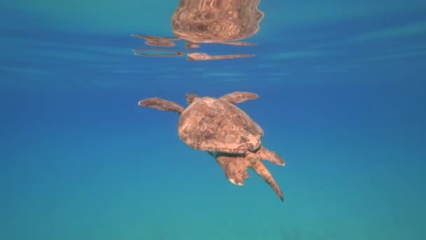 Tortuga marina nada en agua azul animal acuático vídeo submarino 4K — Vídeo de stock