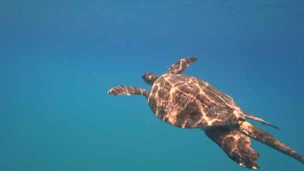 Żółw morski pływa w błękitne morze woda wodnych zwierzę podwodne wideo 4k — Wideo stockowe