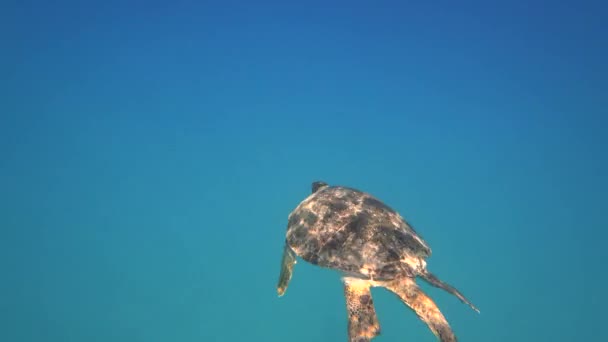 Tartaruga marinha nada em azul água do mar animal aquático subaquático vídeo 4K — Vídeo de Stock