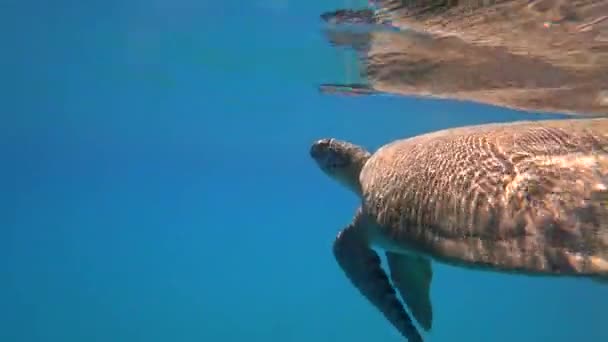 Tortuga marina nada en agua azul animal acuático vídeo submarino 4K — Vídeo de stock