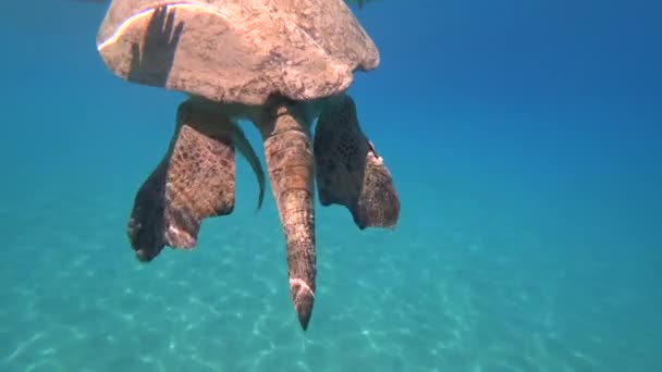 Meeresschildkröte schwimmt im blauen Meerwasser Wassertiere Unterwasser-Video 4k — Stockvideo