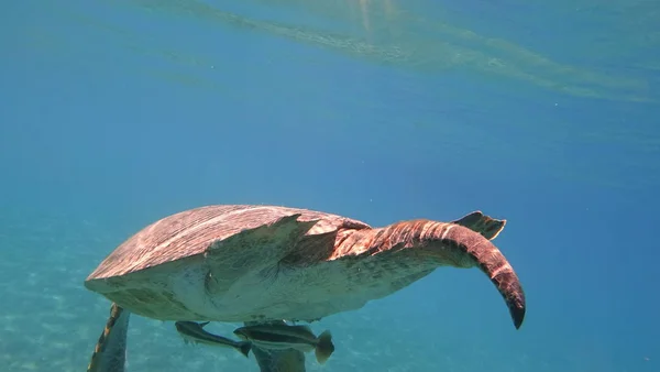 Морская черепаха плавает в голубой морской воде водное животное подводное фото — стоковое фото