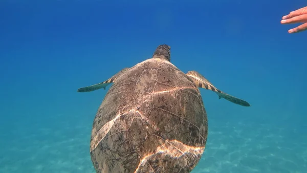 Tortue de mer nage dans l'eau de mer bleue animal aquatique photo sous-marine — Photo