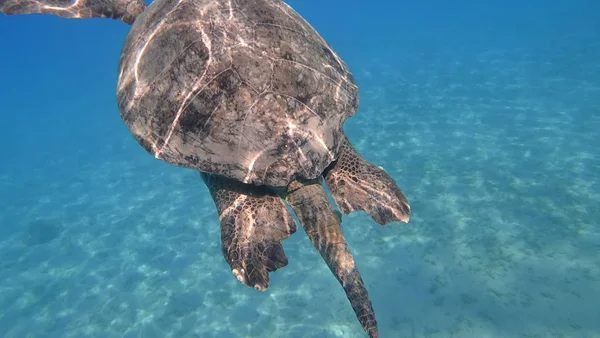 Sea turtle swims in blue sea water aquatic animal underwater photo