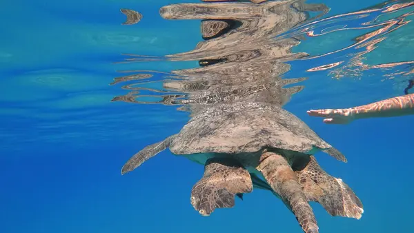 Морська черепаха плаває в блакитному морі водяна тварина під водою фото — стокове фото