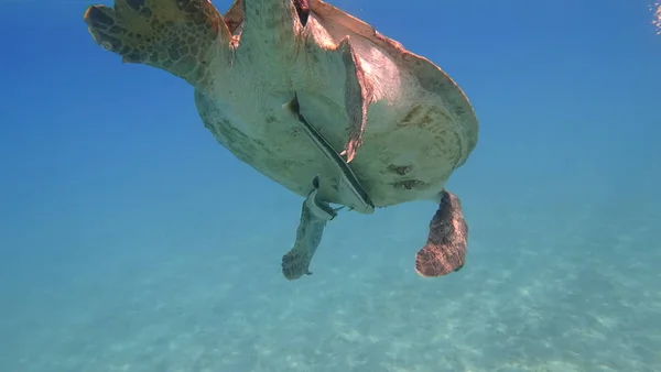 Tortue de mer nage dans l'eau de mer bleue animal aquatique photo sous-marine — Photo