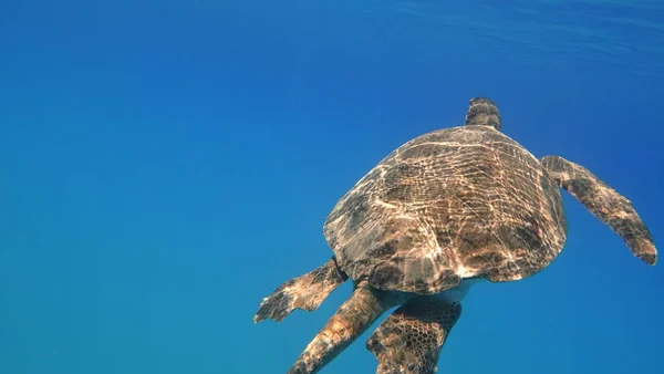 ウミガメが泳ぐ青い海の水の水生動物水中写真 — ストック写真