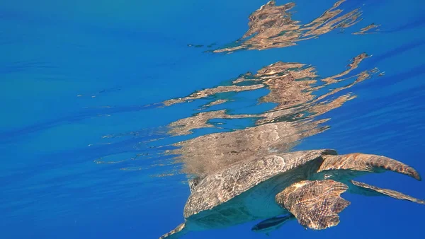 ウミガメが泳ぐ青い海の水の水生動物水中写真 — ストック写真