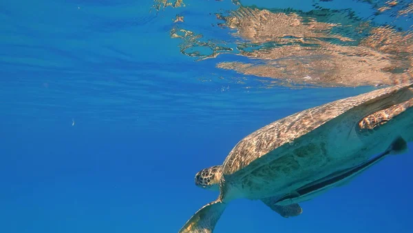 Морська черепаха плаває в блакитному морі водяна тварина під водою фото — стокове фото