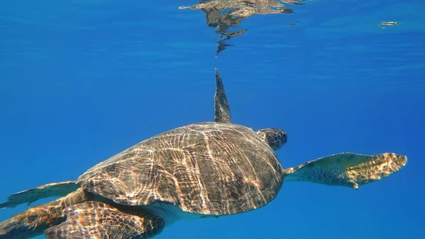 A large Sea Turtle playing host to two attached striped Remora swims near the surface through blue water with sunbeams reflecting through the water in Turkey underwater photo.