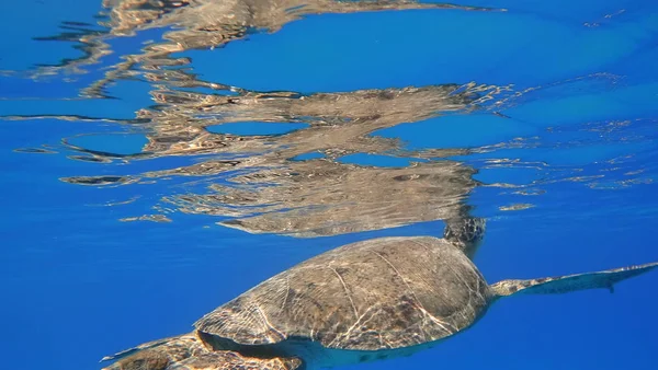 ウミガメが泳ぐ青い海の水の水生動物水中写真 — ストック写真