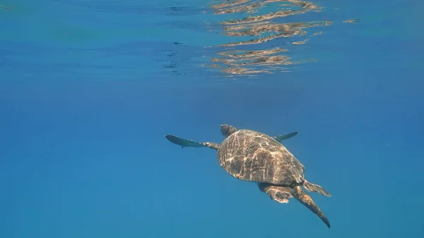 Meeresschildkröte schwimmt im blauen Meerwasser Wassertiere unter Wasser Foto — Stockfoto