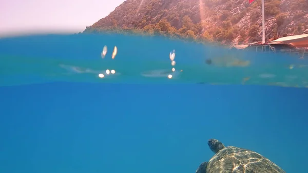 Zeeschildpad zwemt in de blauwe zee water aquatische dieren onderwater foto — Stockfoto