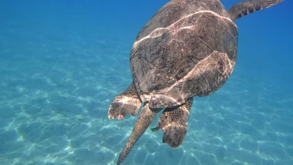 Kura-kura laut berenang di air biru Foto hewan air bawah air Stok Lukisan  