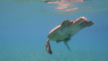 Deniz kaplumbağası mavi deniz su su hayvan sualtı fotoğraf içinde yüzüyor