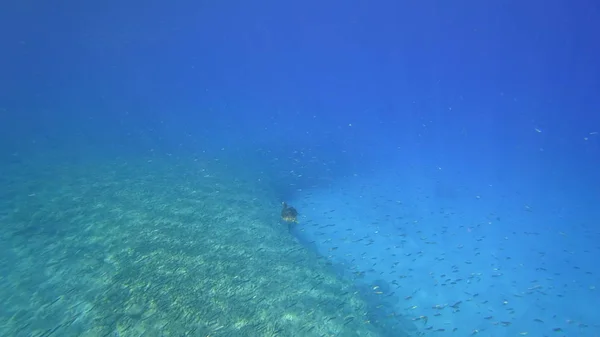Mořská želva plave v modré moře vody vodní podvodní fotografie zvířat — Stock fotografie