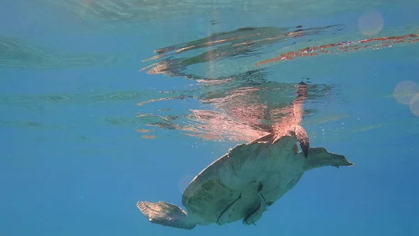Zeeschildpad zwemt in de blauwe zee water aquatische dieren onderwater foto — Stockfoto