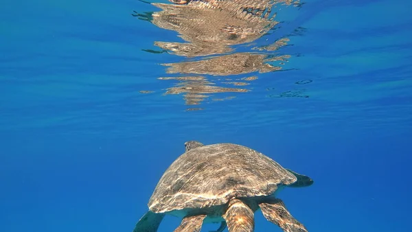 Havssköldpadda simmar i blå havet vatten vattenlevande djur undervattensfoto — Stockfoto