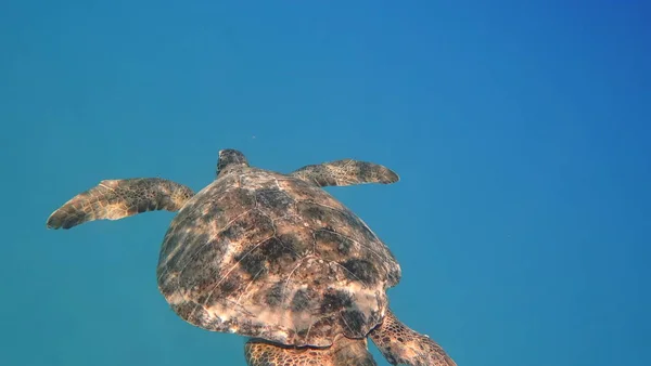 海龟游泳在蓝色海水水生动物水下照片 — 图库照片