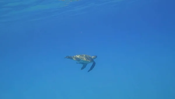 Tortuga marina nada en agua azul animal acuático foto submarina — Foto de Stock