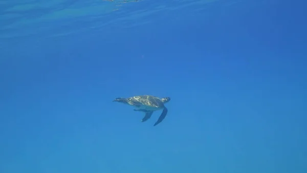 海龟游泳在蓝色海水水生动物水下照片 — 图库照片