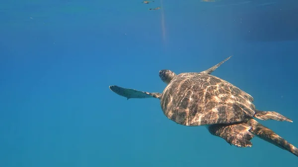 Tortue de mer nage dans l'eau de mer bleue animal aquatique photo sous-marine — Photo