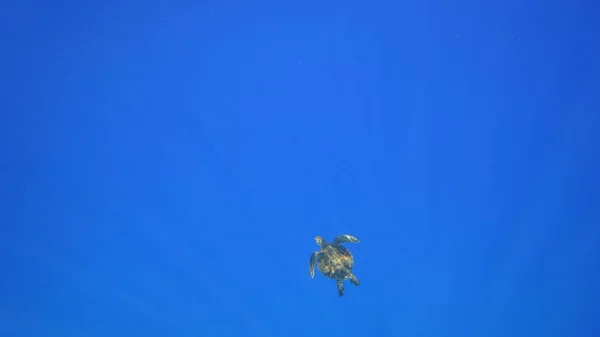 Tortuga marina nada en agua azul animal acuático foto submarina —  Fotos de Stock