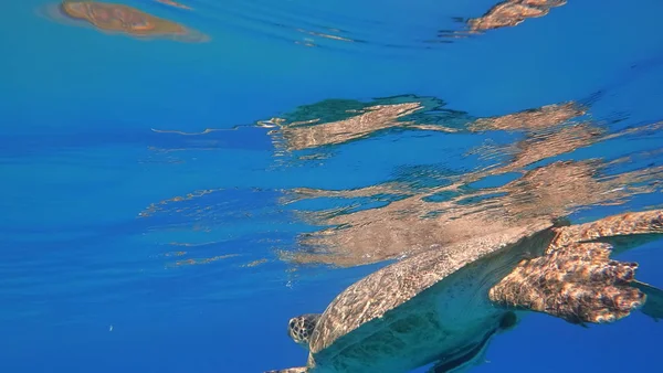 Tartaruga marinha nada em azul água do mar animal aquático foto subaquática — Fotografia de Stock