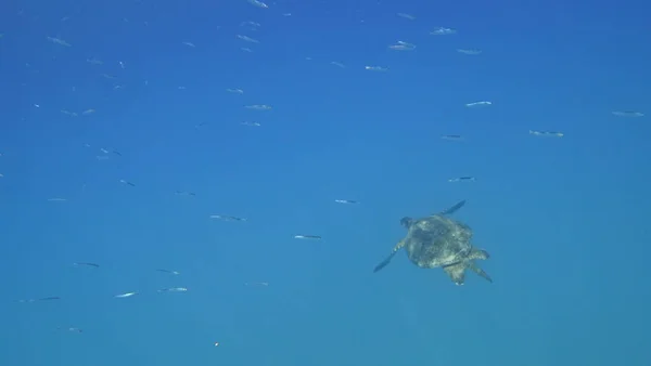 Морская черепаха плавает в голубой морской воде водное животное подводное фото — стоковое фото