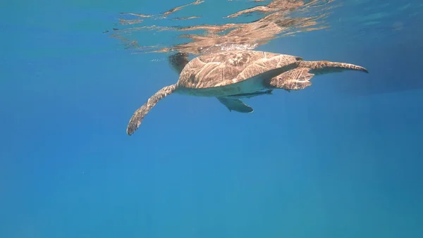 Tortue de mer nage dans l'eau de mer bleue animal aquatique photo sous-marine — Photo