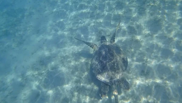 Sea turtle swims in blue sea water aquatic animal underwater photo