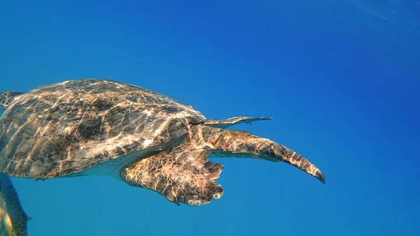 Sea turtle swims in blue sea water aquatic animal underwater photo