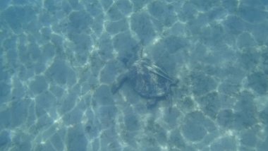 Deniz kaplumbağası mavi deniz su su hayvan sualtı fotoğraf içinde yüzüyor
