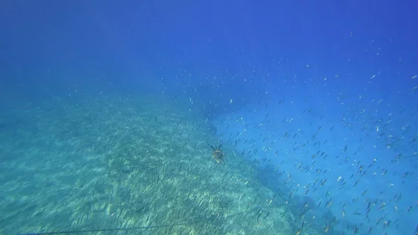 Tortue de mer nage dans l'eau de mer bleue animal aquatique photo sous-marine — Photo