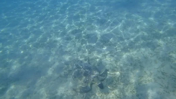 海龟游泳在蓝色海水水生动物水下照片 — 图库照片