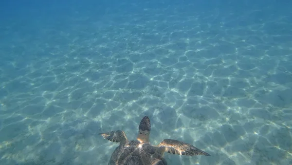 Zeeschildpad zwemt in de blauwe zee water aquatische dieren onderwater foto — Stockfoto