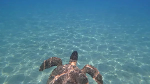 Tartaruga marinha nada em azul água do mar animal aquático foto subaquática — Fotografia de Stock