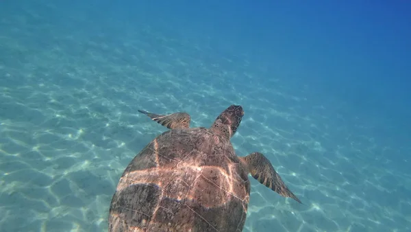 Zeeschildpad zwemt in de blauwe zee water aquatische dieren onderwater foto — Stockfoto