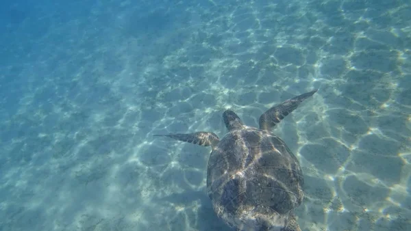 Морська черепаха плаває в блакитному морі водяна тварина під водою фото — стокове фото