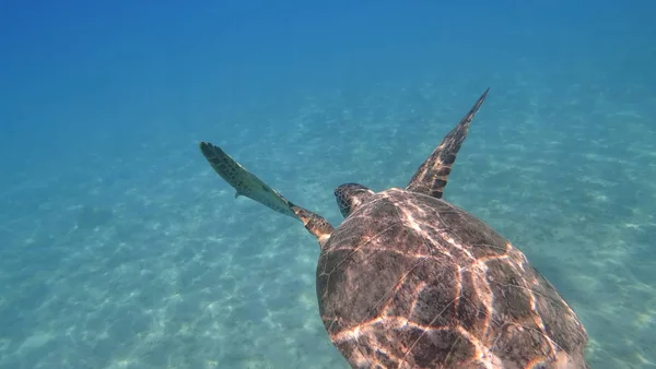 Havssköldpadda simmar i blå havet vatten vattenlevande djur undervattensfoto — Stockfoto